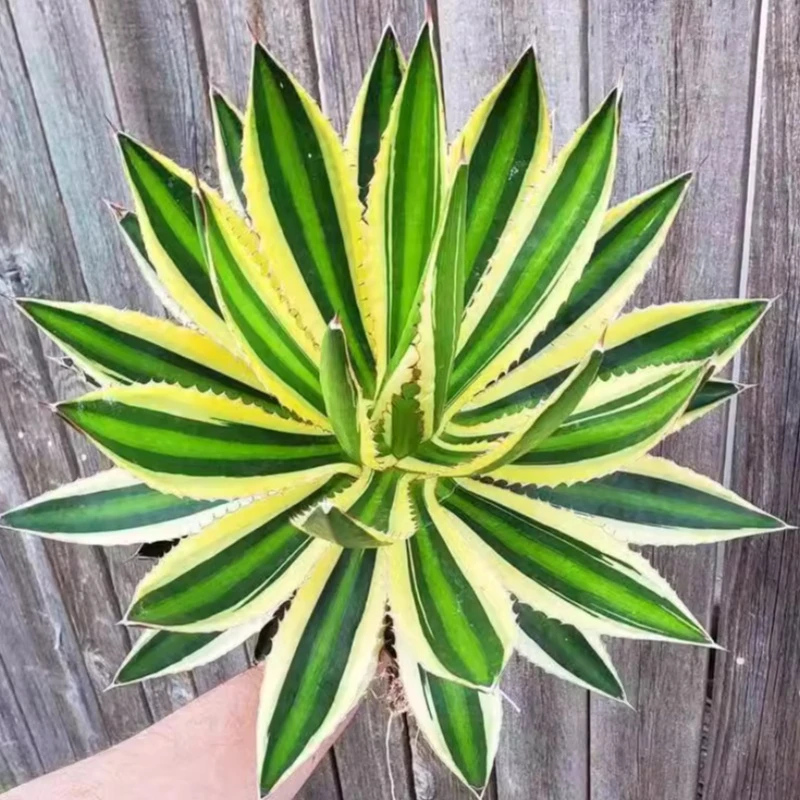 花山-龙舌兰【五色万代】室内庭院高端绿植沙漠景观脱土发货