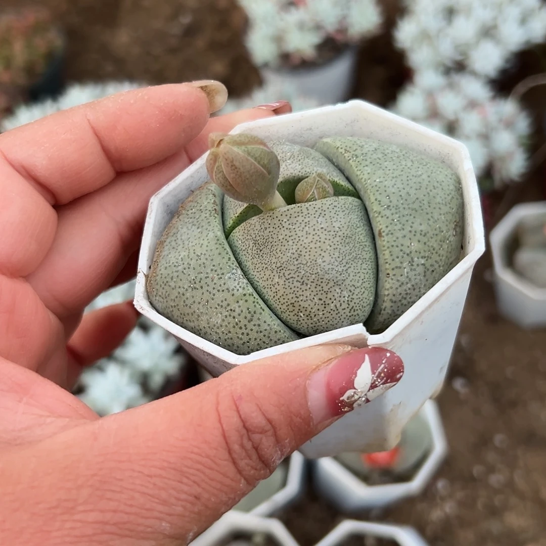 多肉植物多肉植物