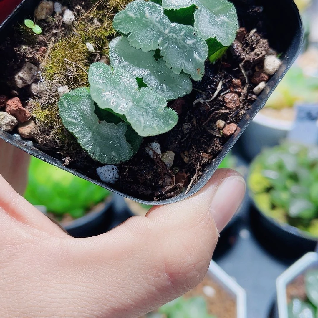 猛犸玉扇新手好养的