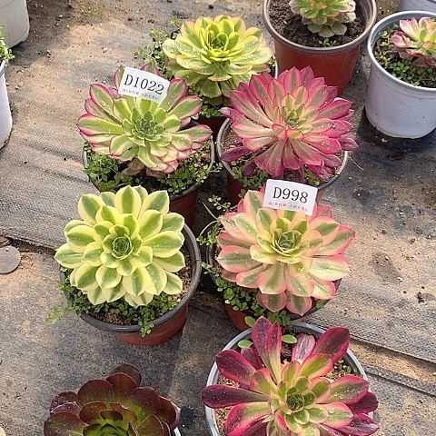 晓*?1023法师多肉7颗组合