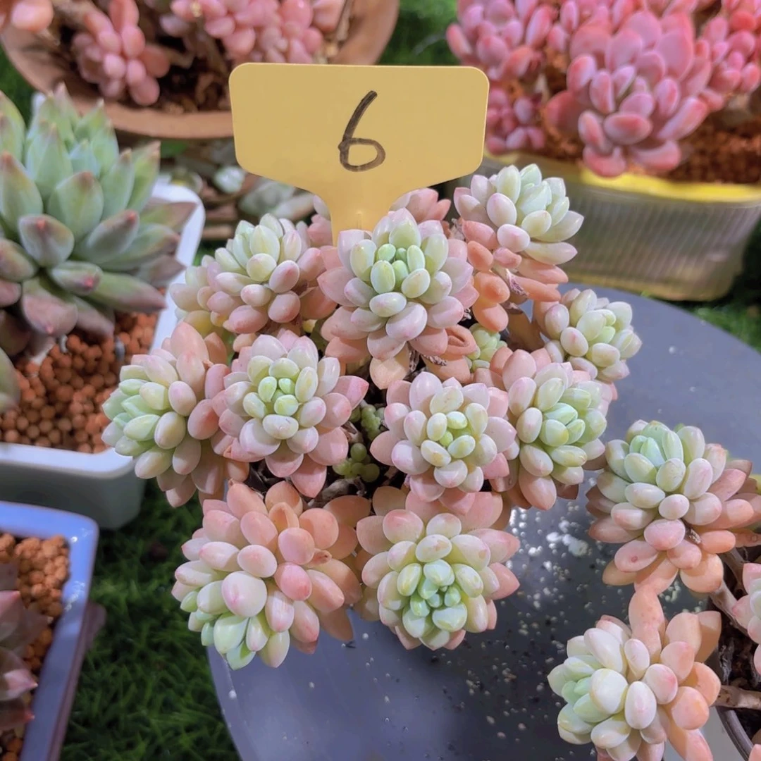 符*水我的小可爱们都好可爱