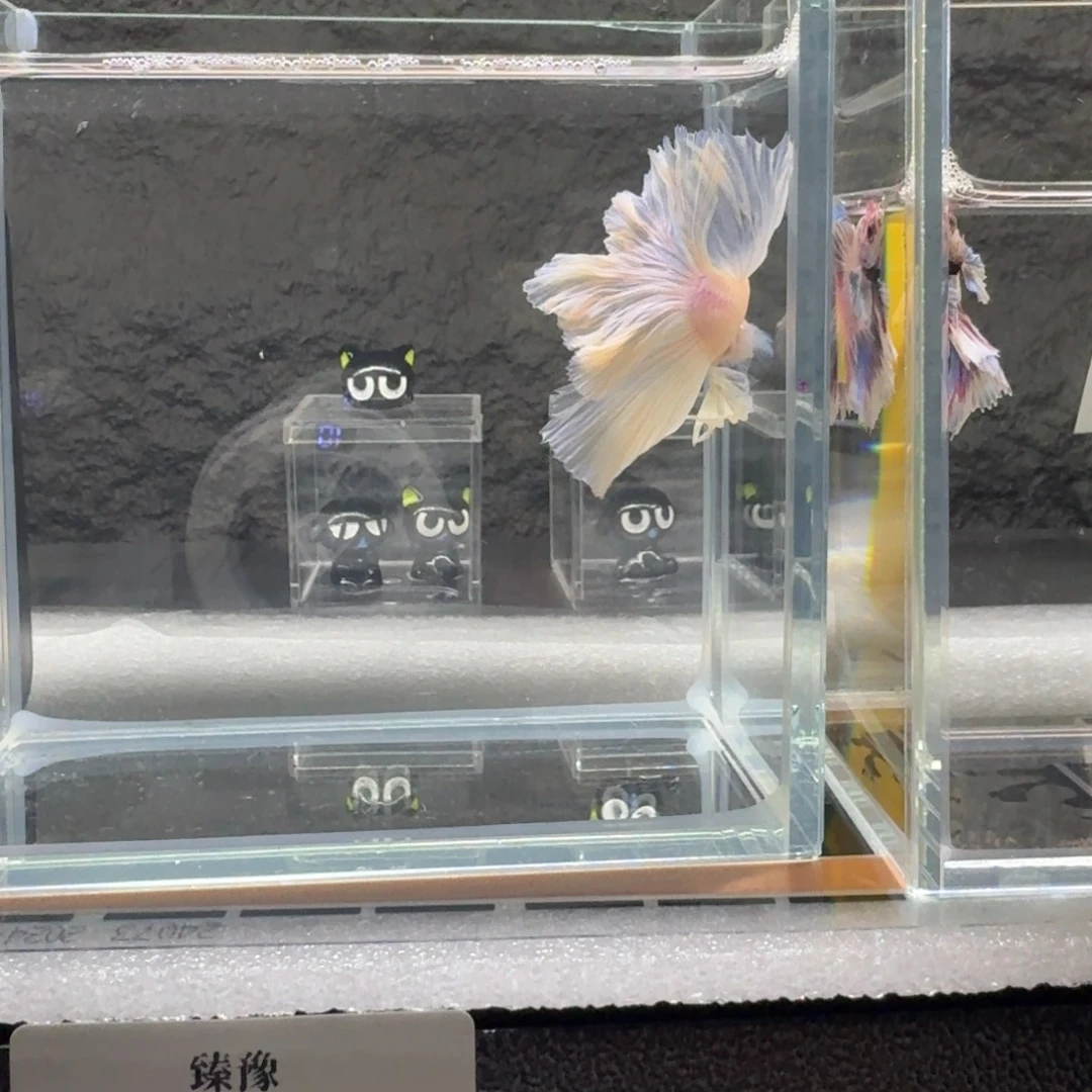 大***圆斗鱼泰国半月斗鱼