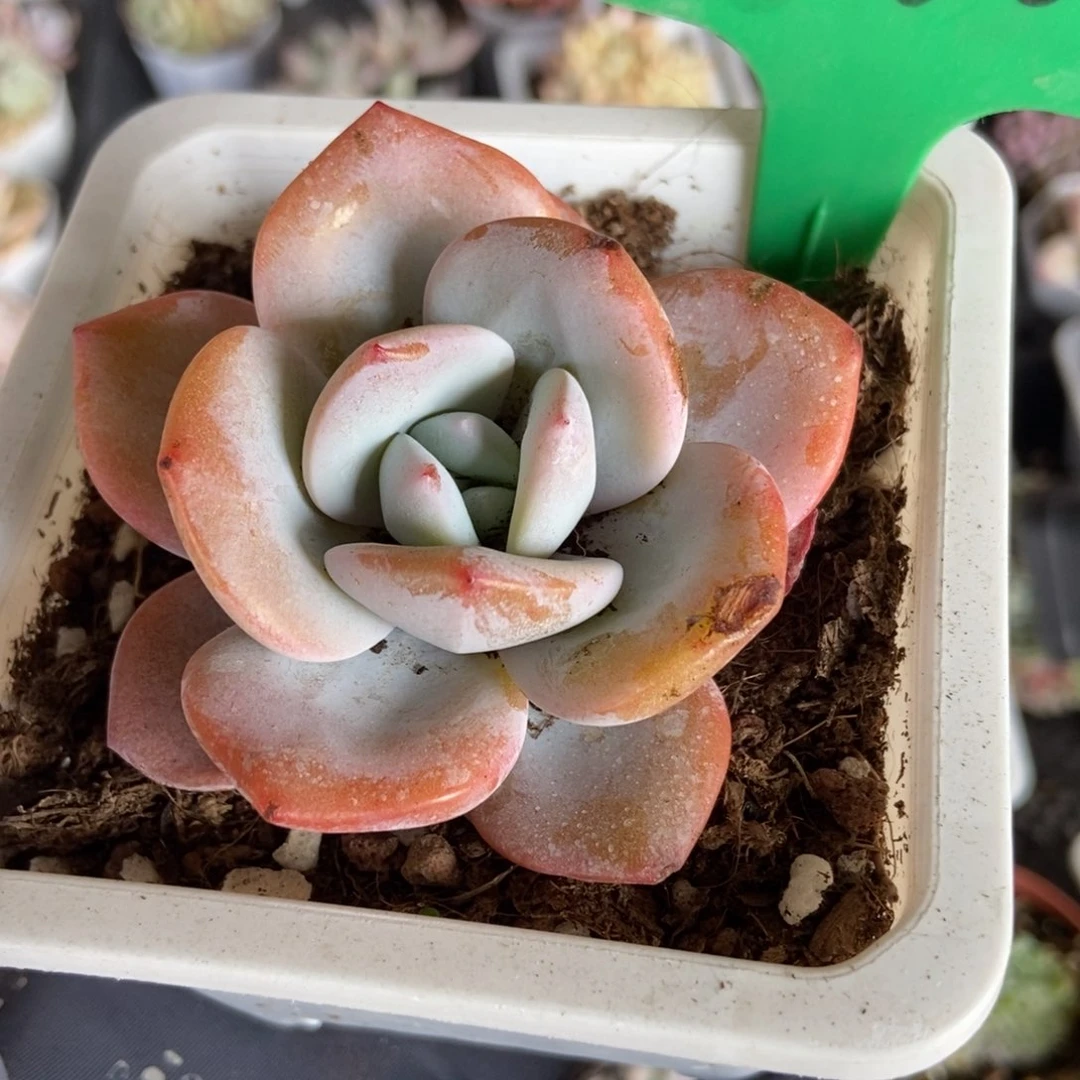 3130奶茶duopoly is多肉