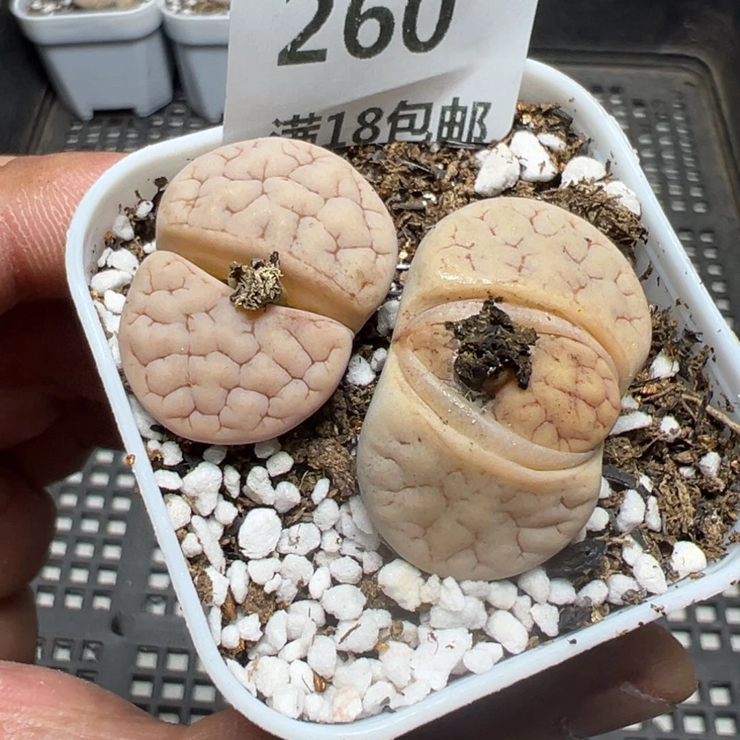 【闪购商品】 260。