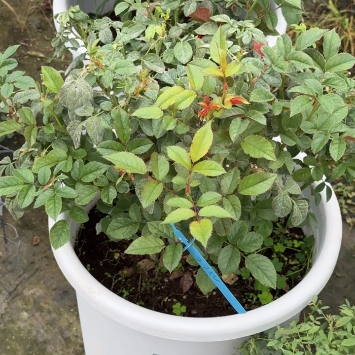 完全开放精品月季花颜色
