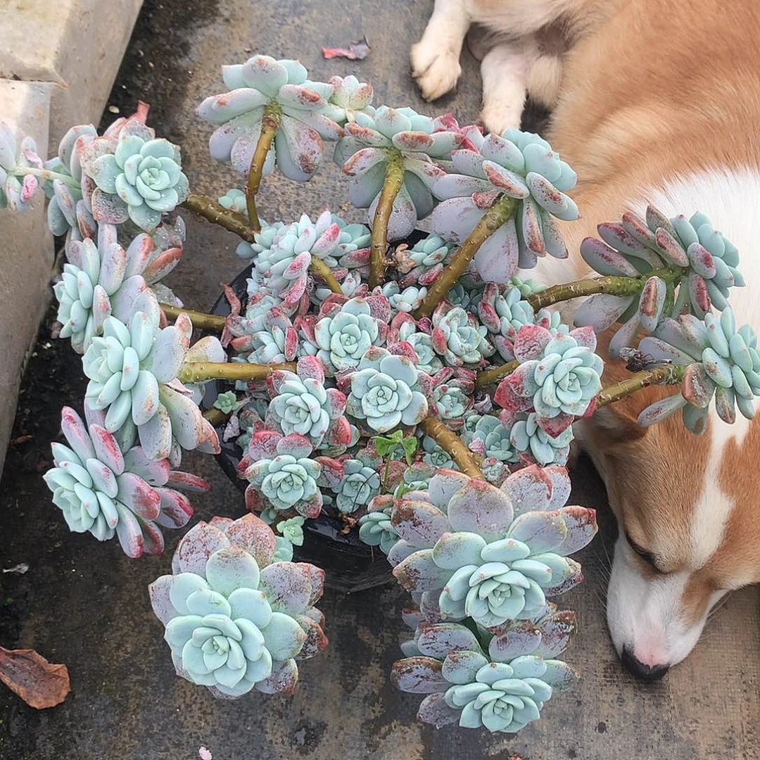 露凝香一物一拍6-81