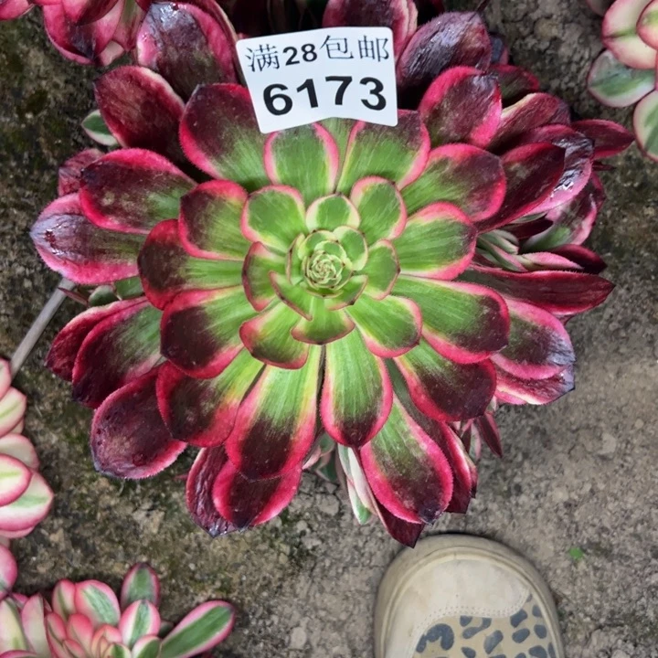 6173南云合多肉植物