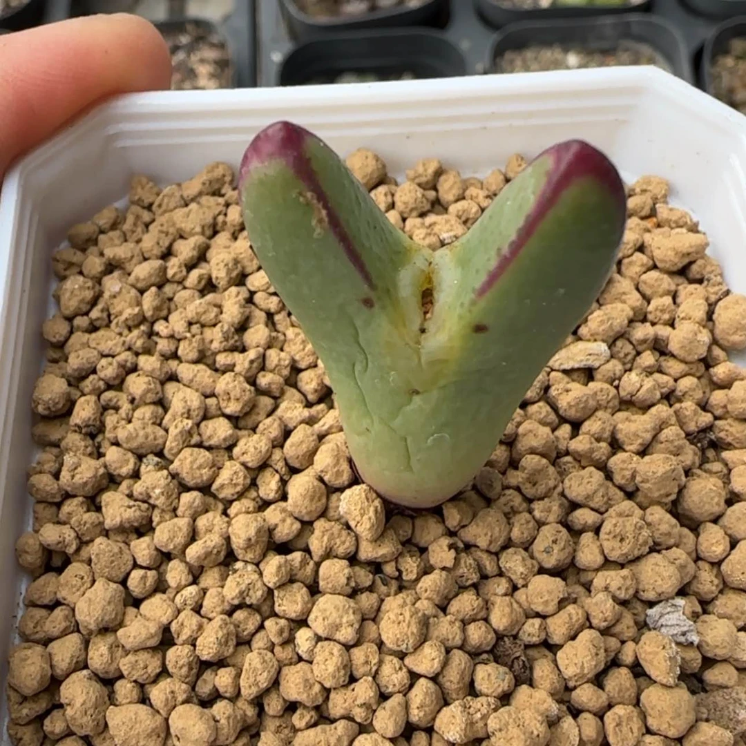 【闪购商品】0814      当天28包邮非偏远