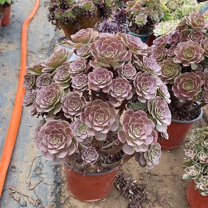 荷兰玫瑰多肉植物035