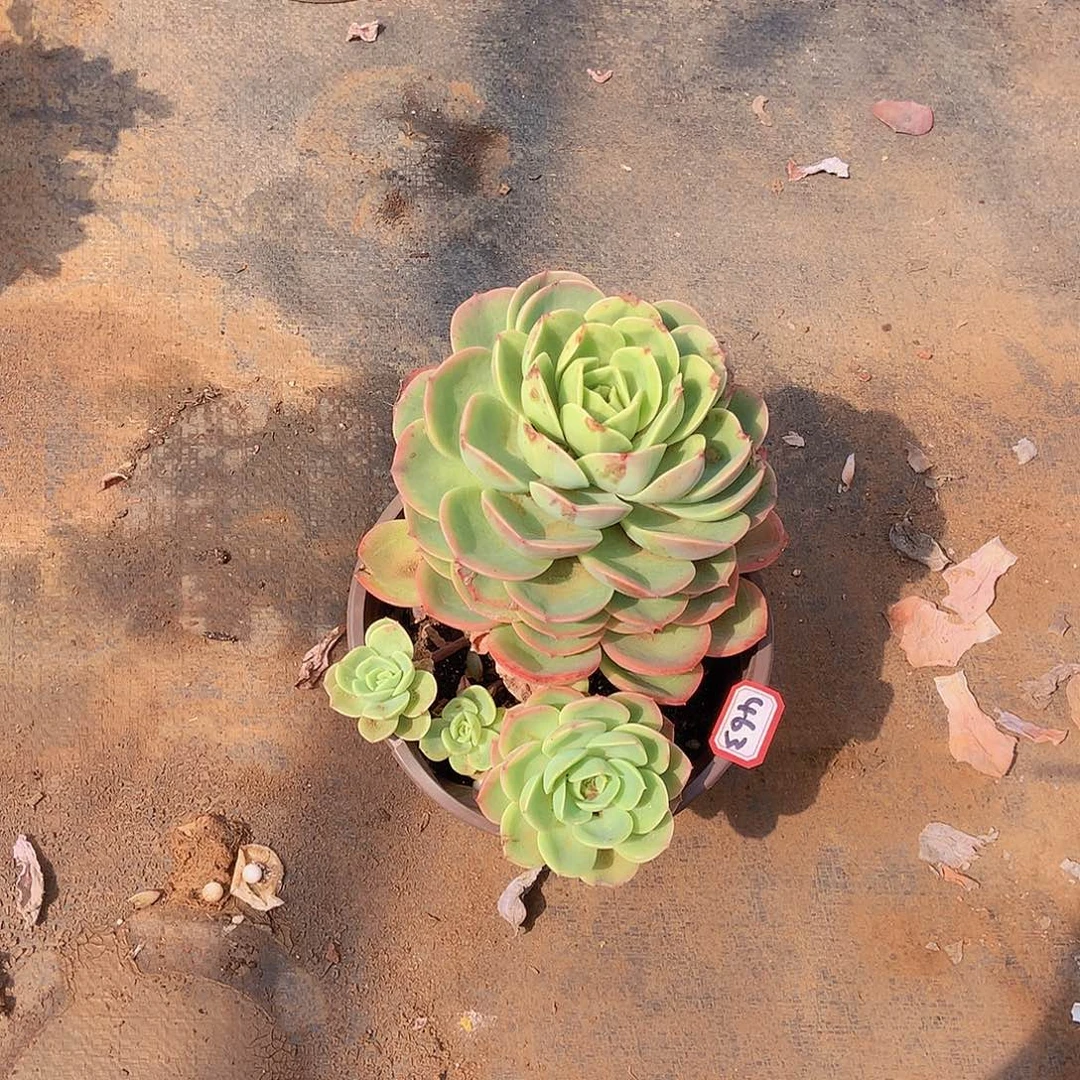 九号一物一拍多肉463哈密瓜