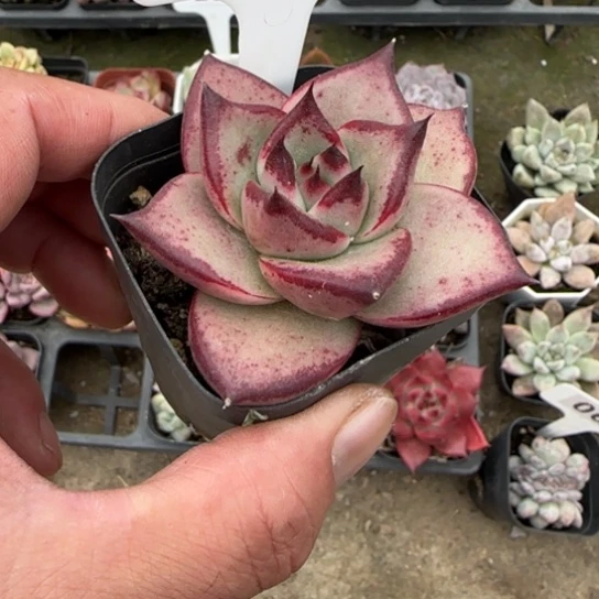 41天狼星多肉植物多