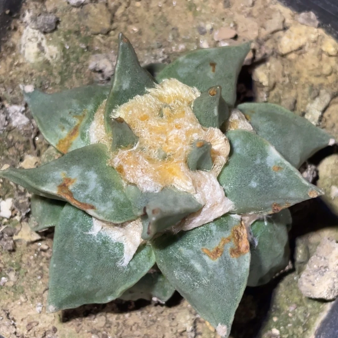 无花朵自根螺旋青瓷龙牙牡丹009