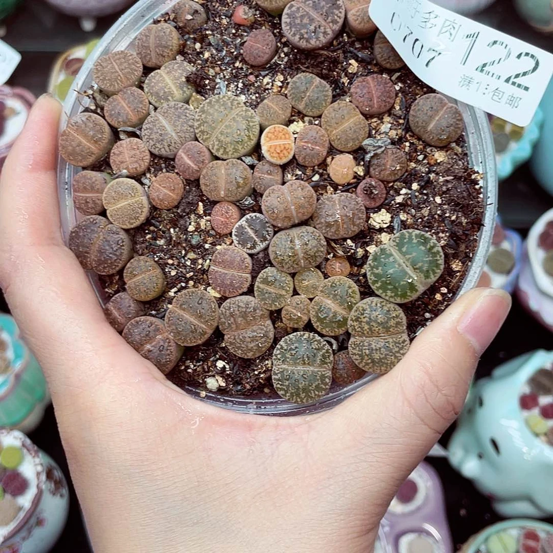 生石花满18包邮0707-122