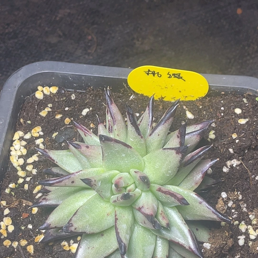 多肉植物一组一排排