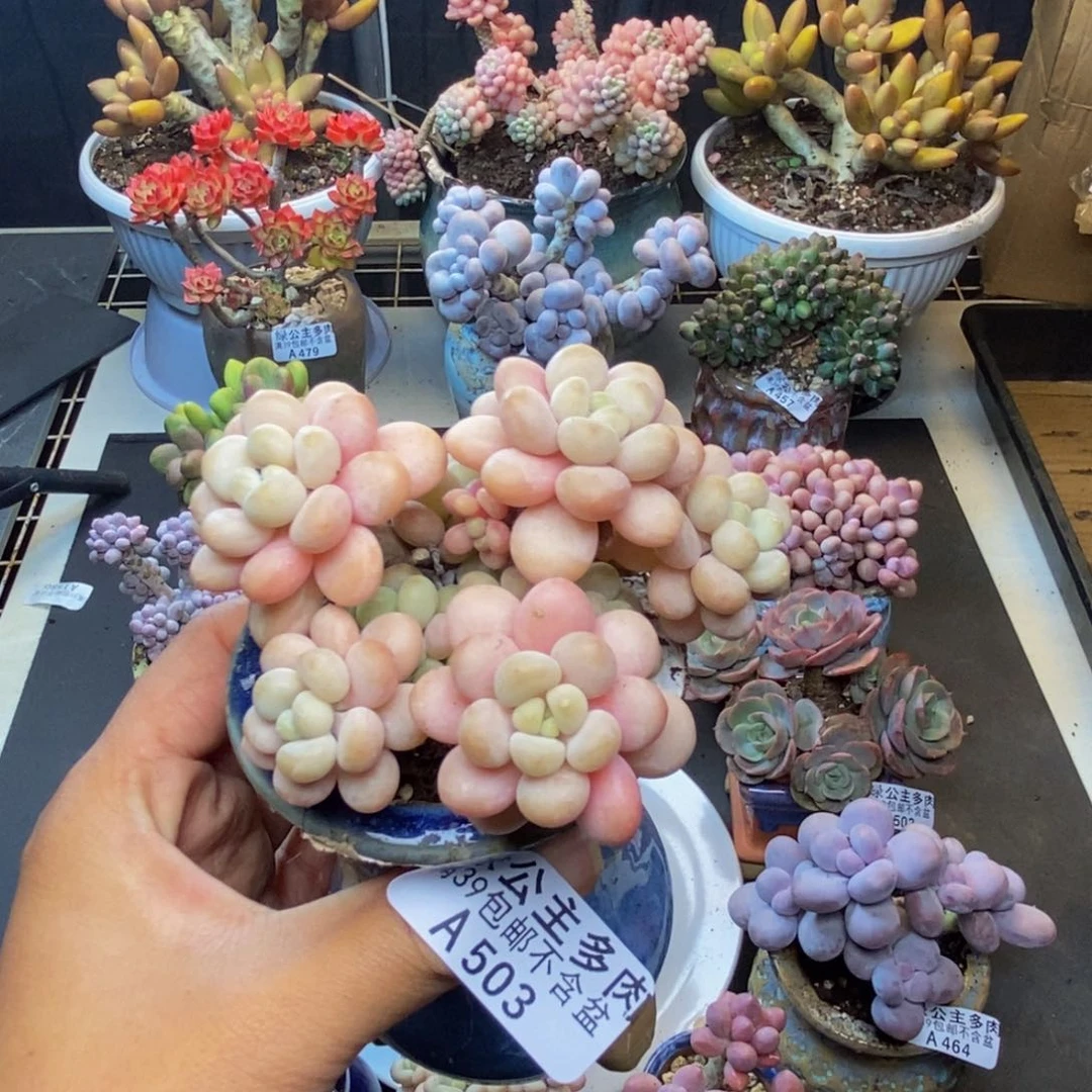 503洛可可多肉7c m