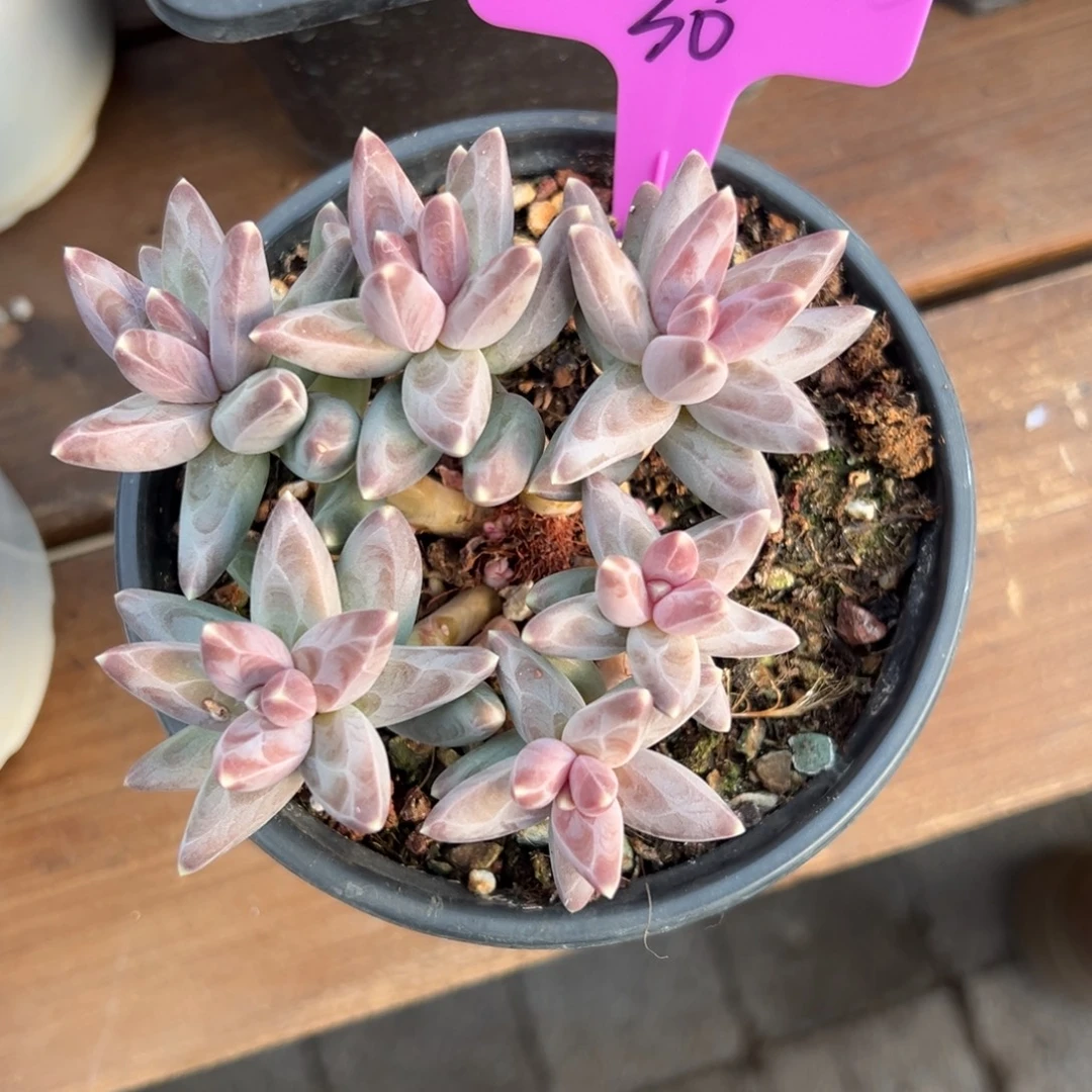 恬***静凤羽111111111111