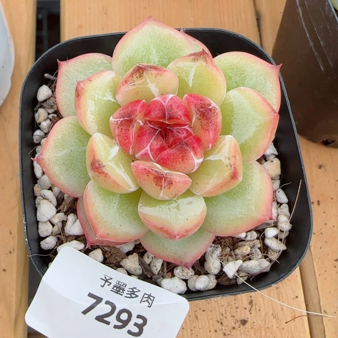 新品，乌云，7293多肉植物