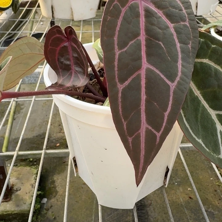 完全开放8号绝紫花烛