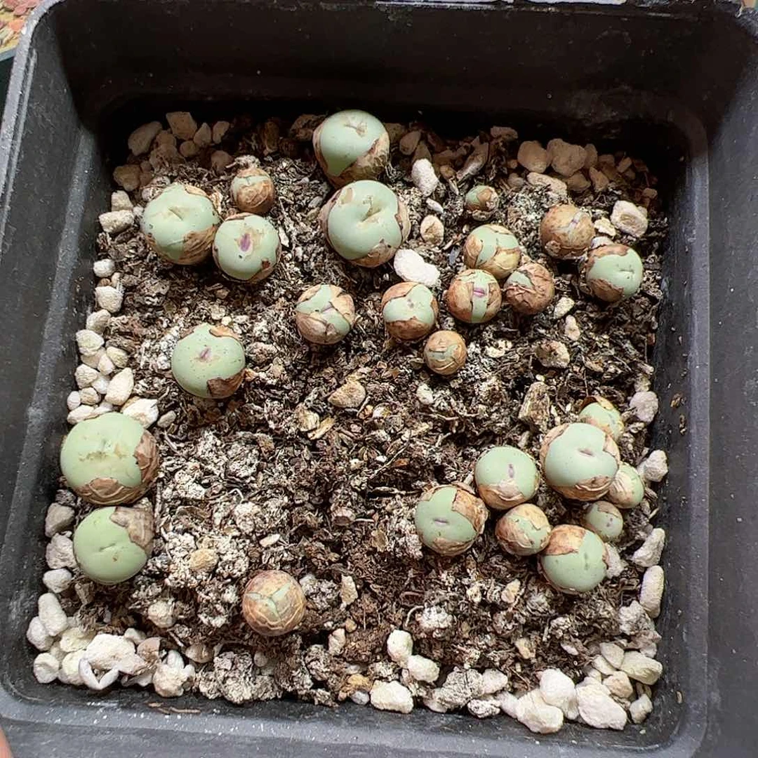 【闪购商品】33 清