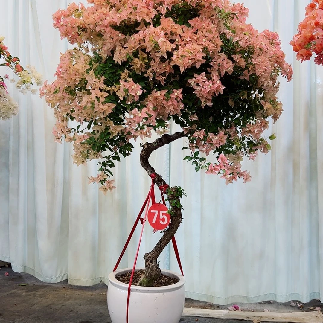 重***司完全开放三角梅22222222