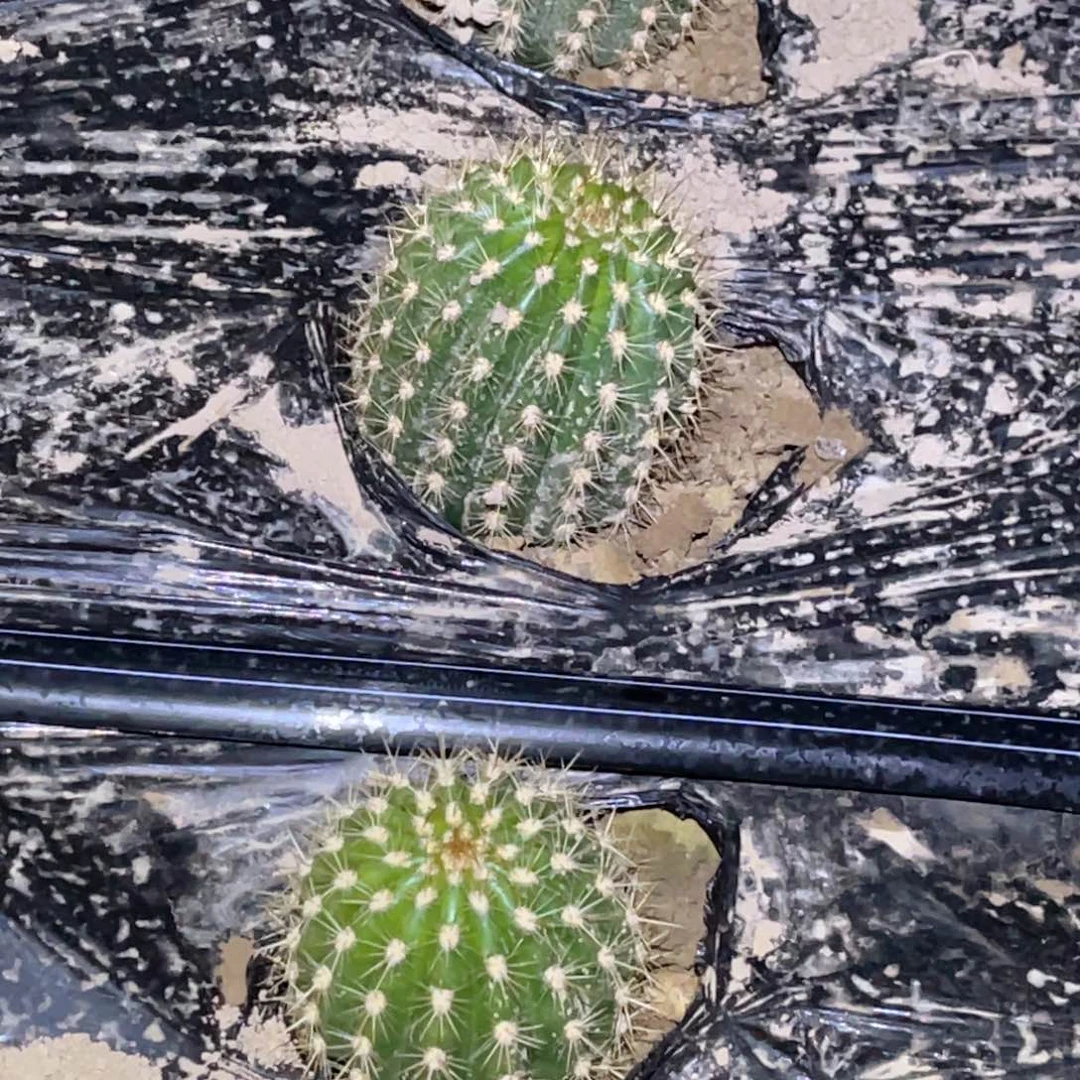毛 飞蝶 脱土脱盆摘花满20包邮