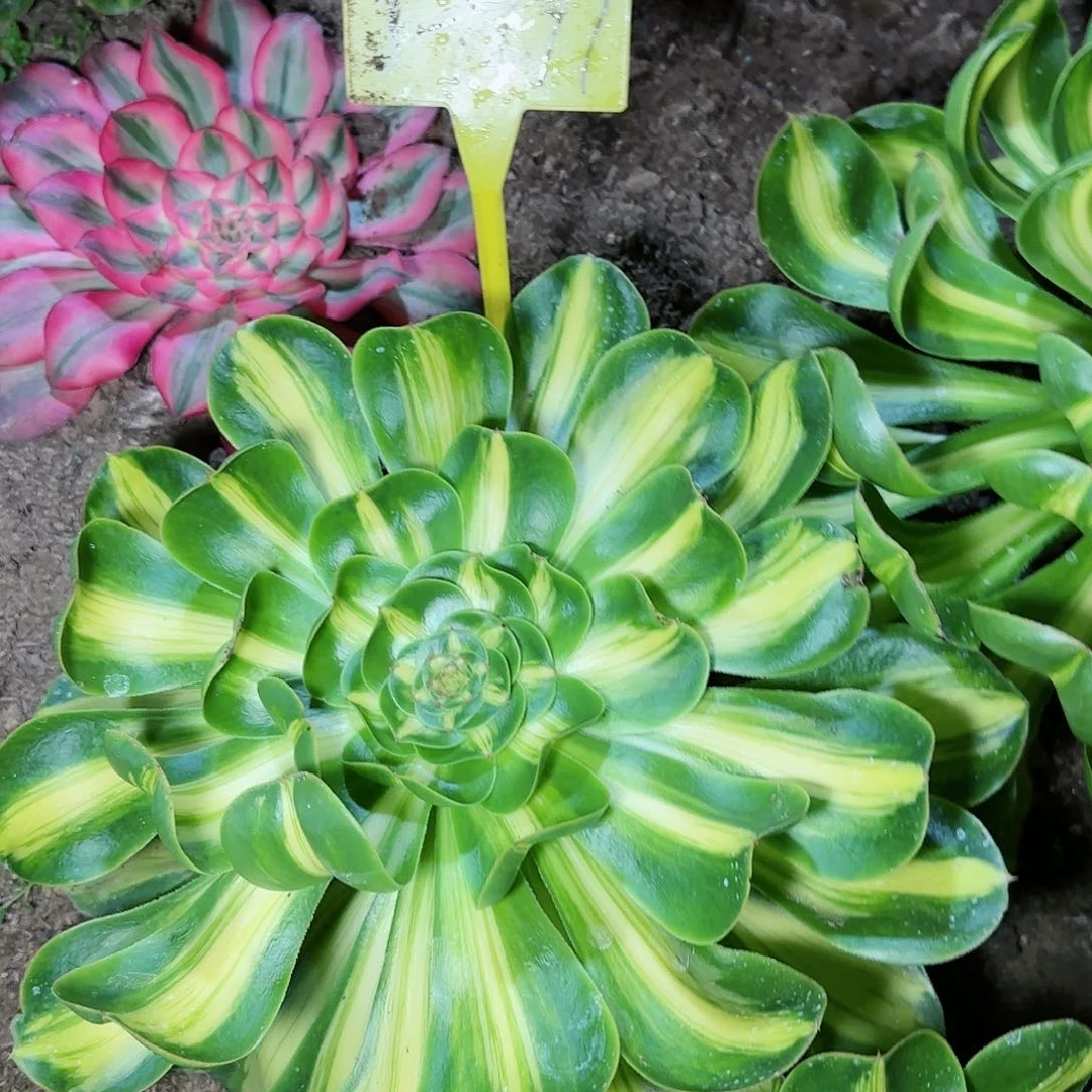 3-1297-+-暴君多头多