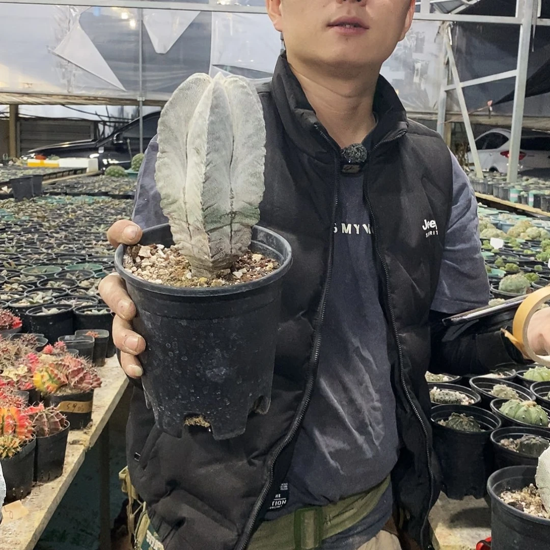 罗***鸥96号选手。