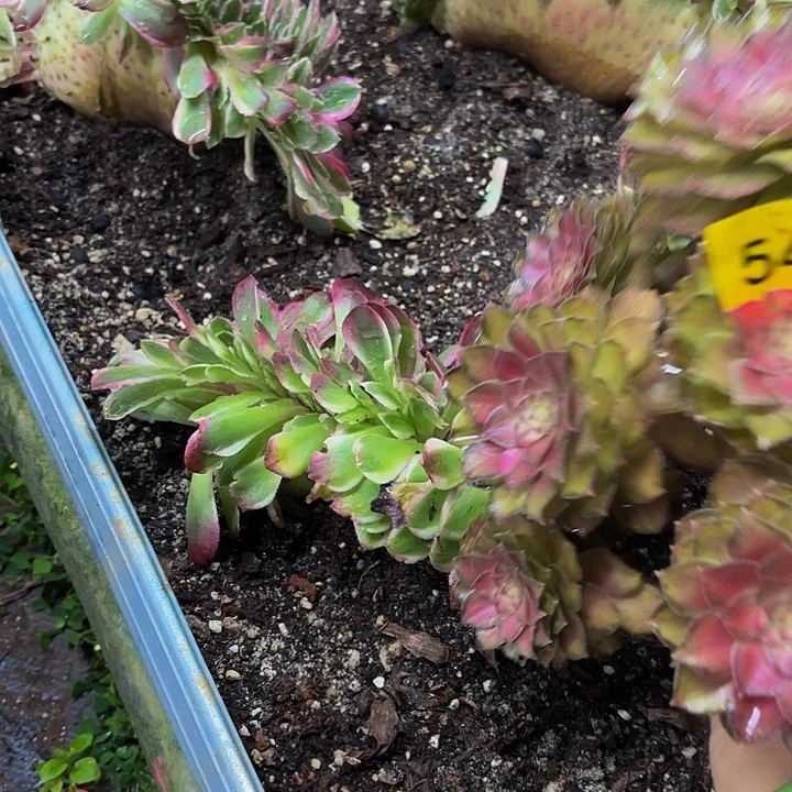 哈哈多肉葡萄福利来5429个