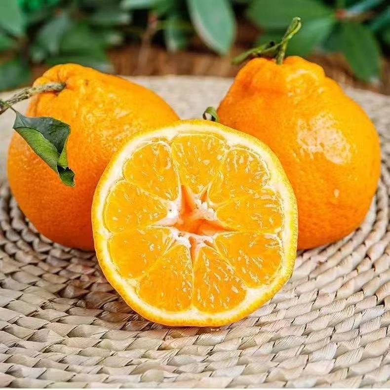 水果新鲜应季批发耙耙柑橘子现在双朴现发头茬带箱5斤