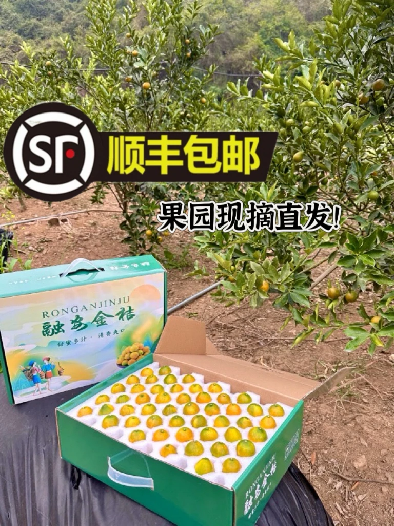 融安金桔第二代2号果5斤『精品包装』广西产地果园现摘直发