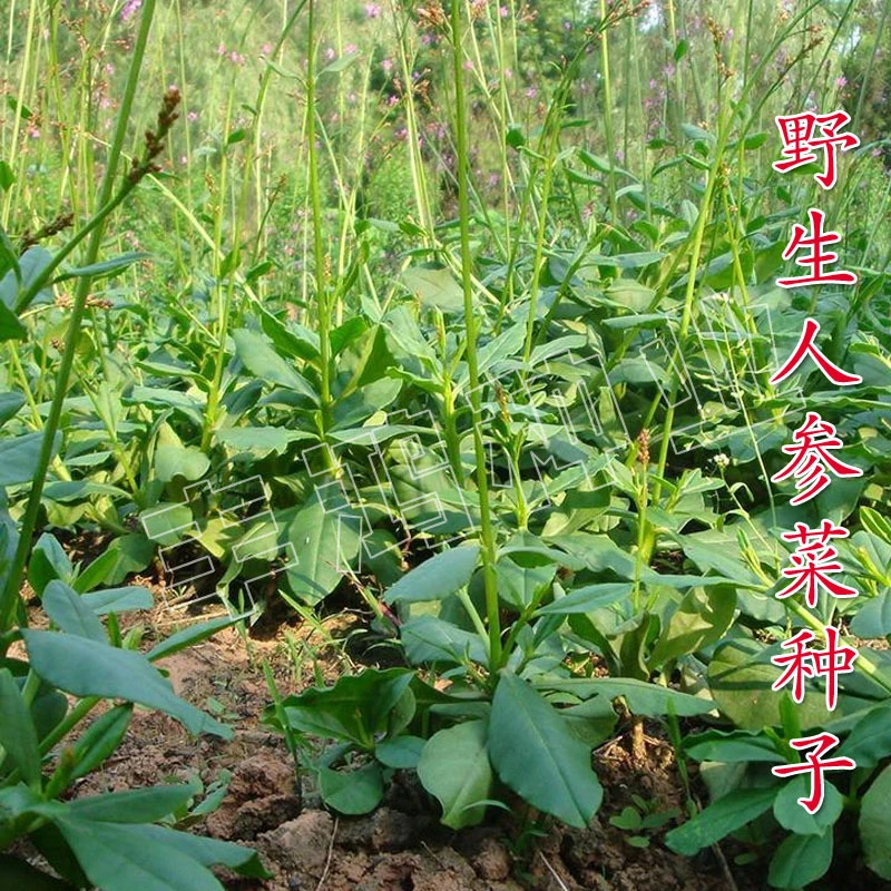 土人参菜种子高丽参土洋参叶用东洋菜四季播特色蔬菜种籽盆栽药用