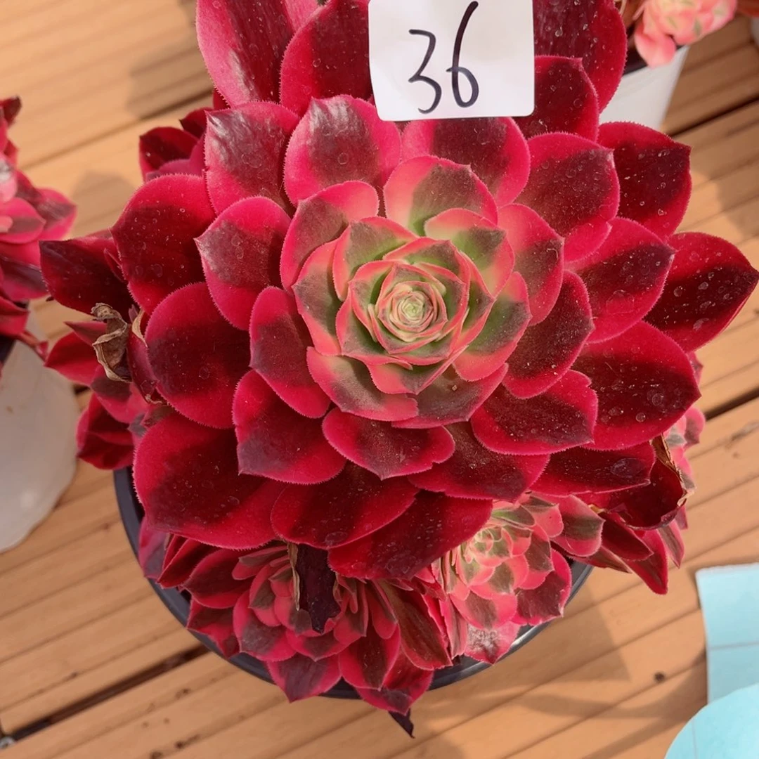 一物一拍多肉法师36