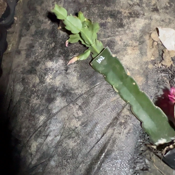 手***，068嫁接小苗带盆发货一颗35