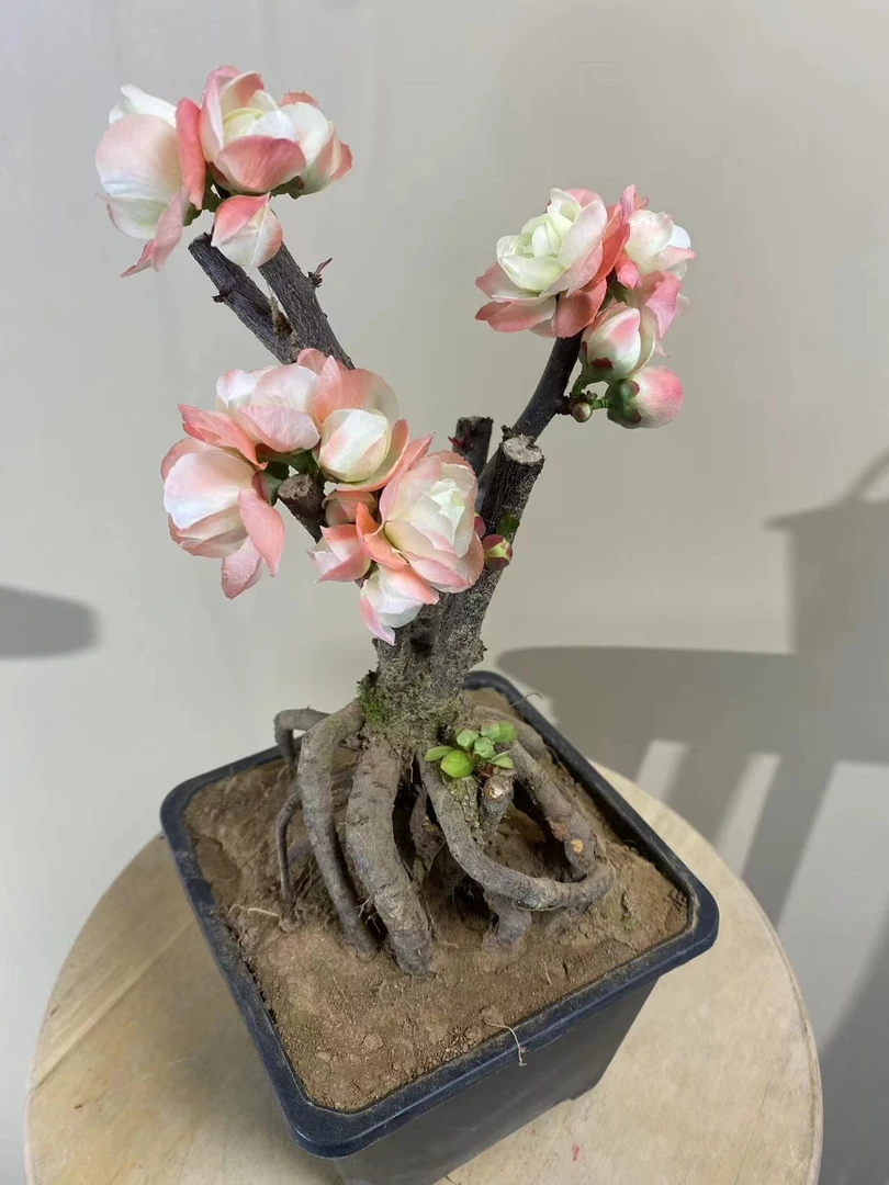 （1号链接）一物一拍，海棠花