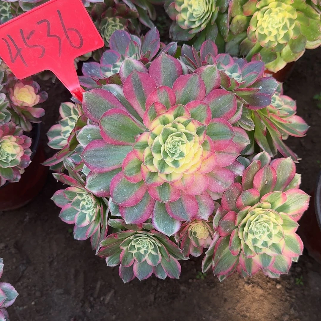 4536海仙多肉法师