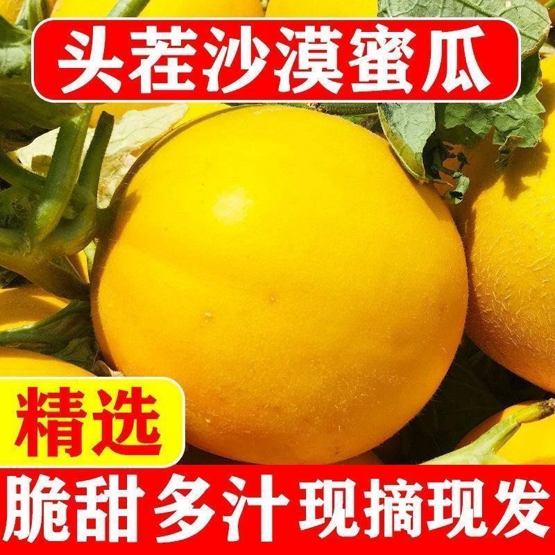 【反诈老陈专属顺丰包邮】甘肃民勤沙地头茬蜜瓜新鲜采摘香甜多汁