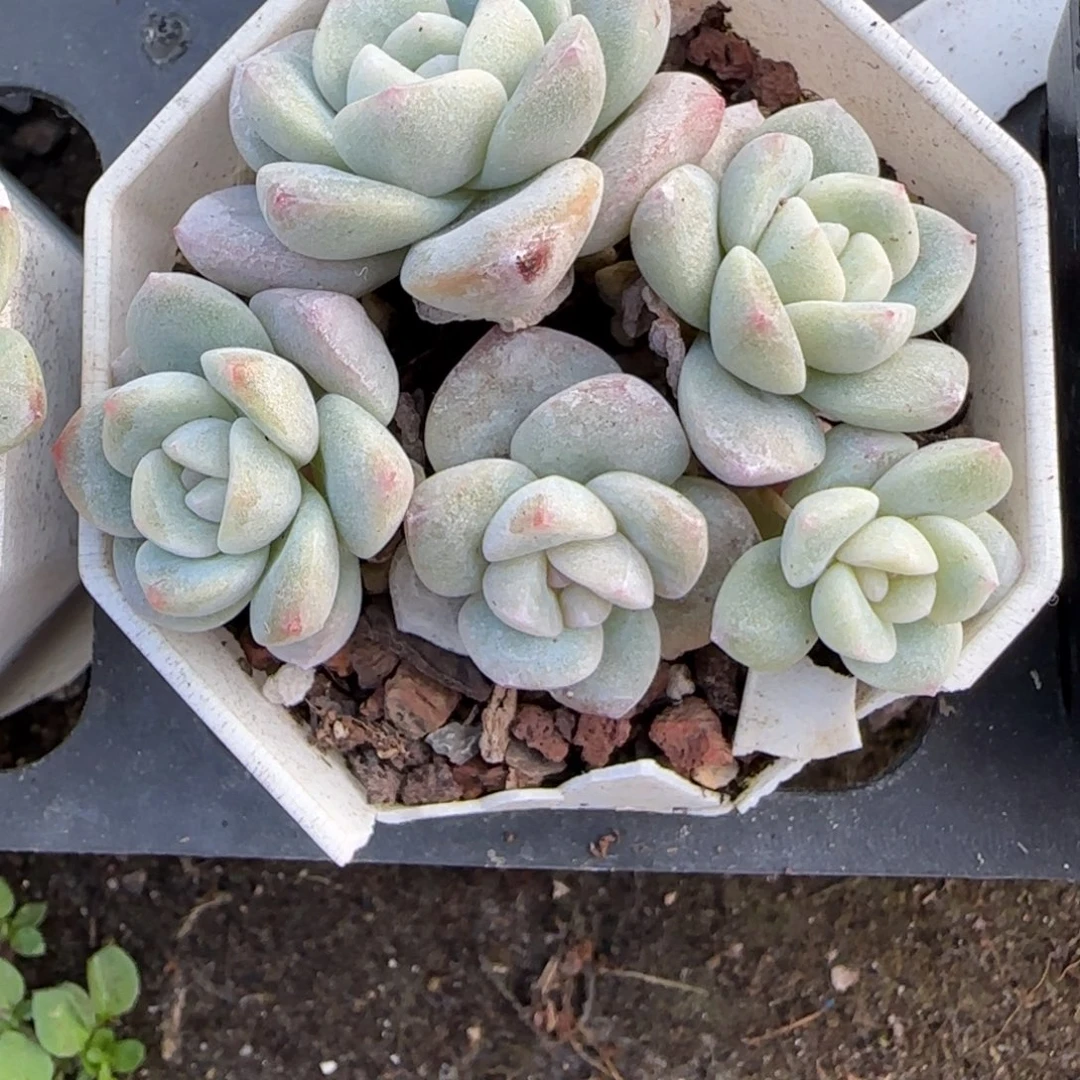 小卡拉米糖心一物一拍