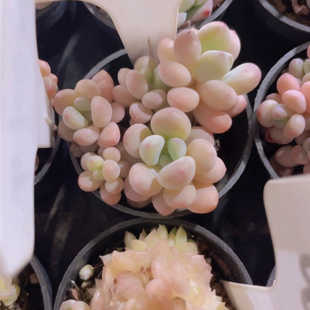 晓***着木糖醇a025一物一拍