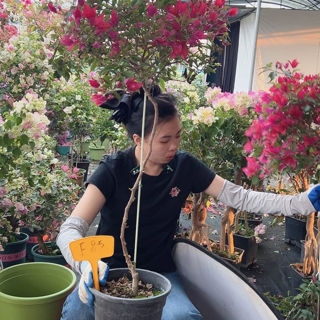玉***莹大部分花苞少量开放F85紫桑巴