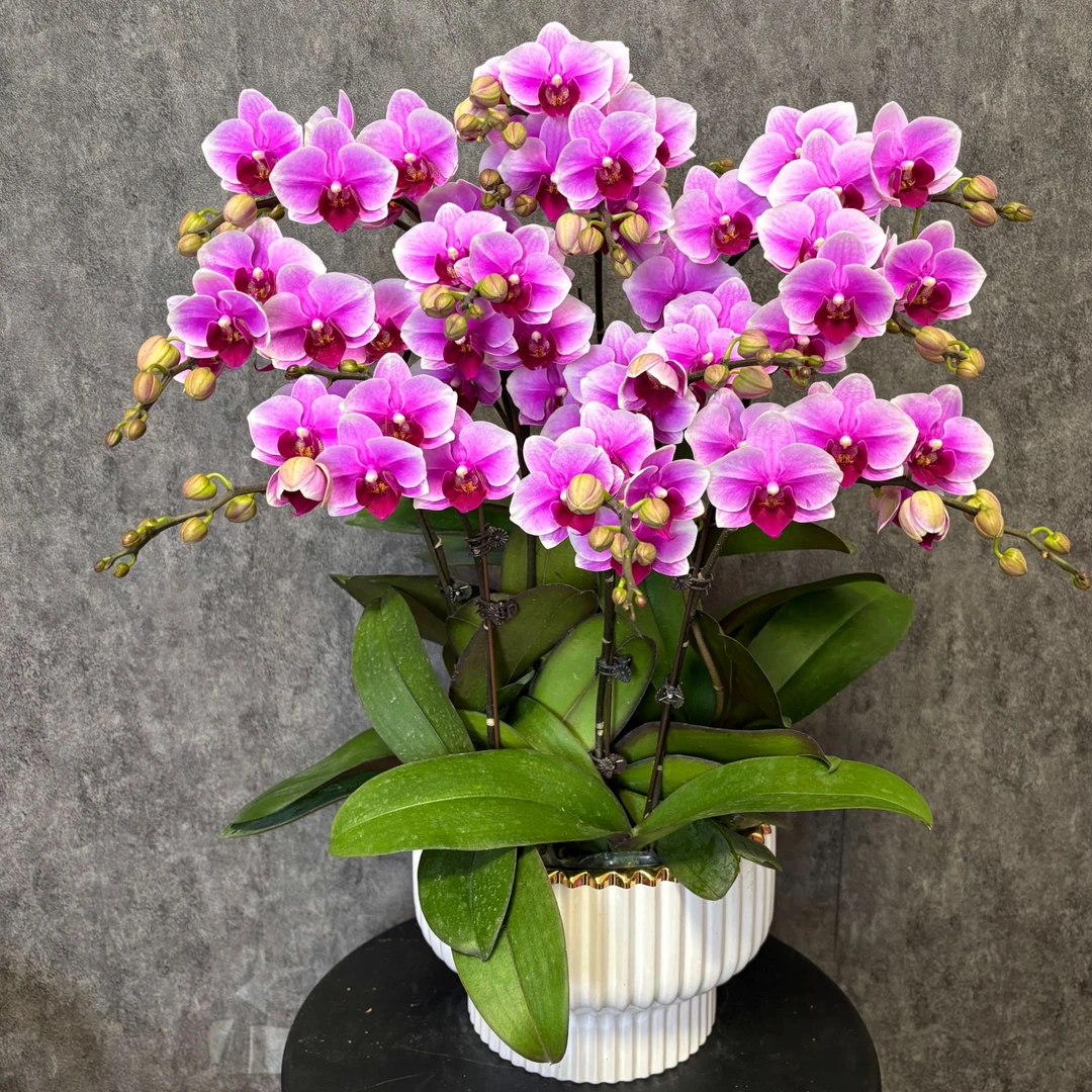 【粉公主-蝴蝶兰】高端鲜花 定制款 易养花期长 送礼 家居摆件
