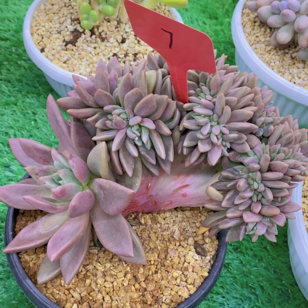 美****）开心多肉植物多肉