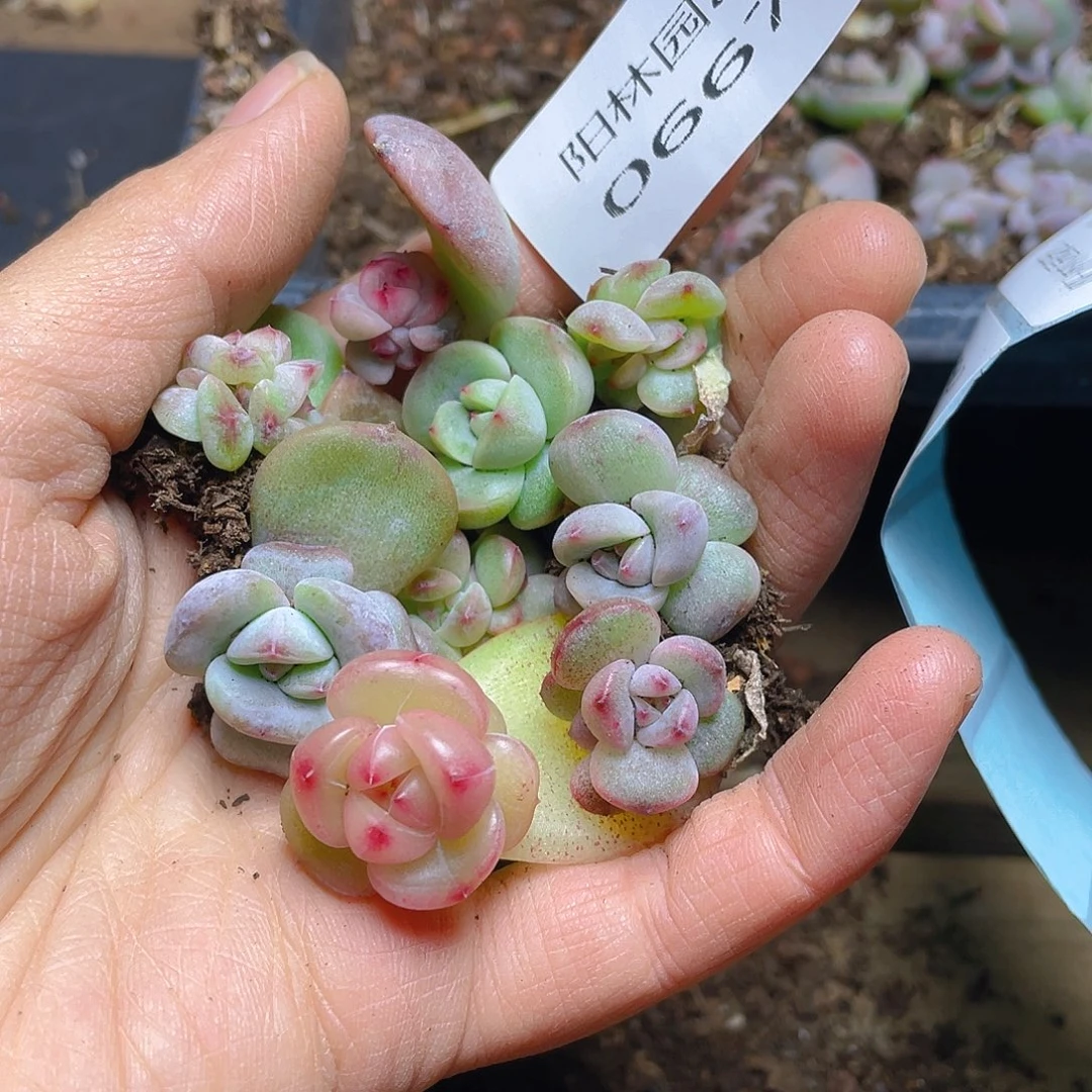多肉植物多肉植物667