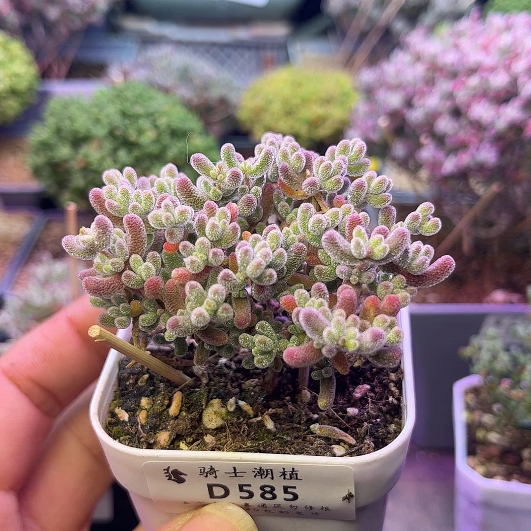 585优选冰晶枝干番杏