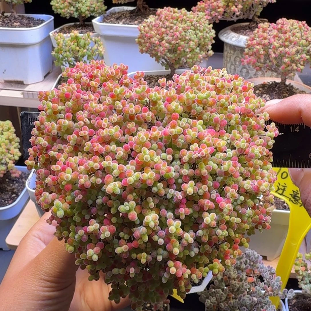 a268后蜜橘冠服12厘米左右爱心造型