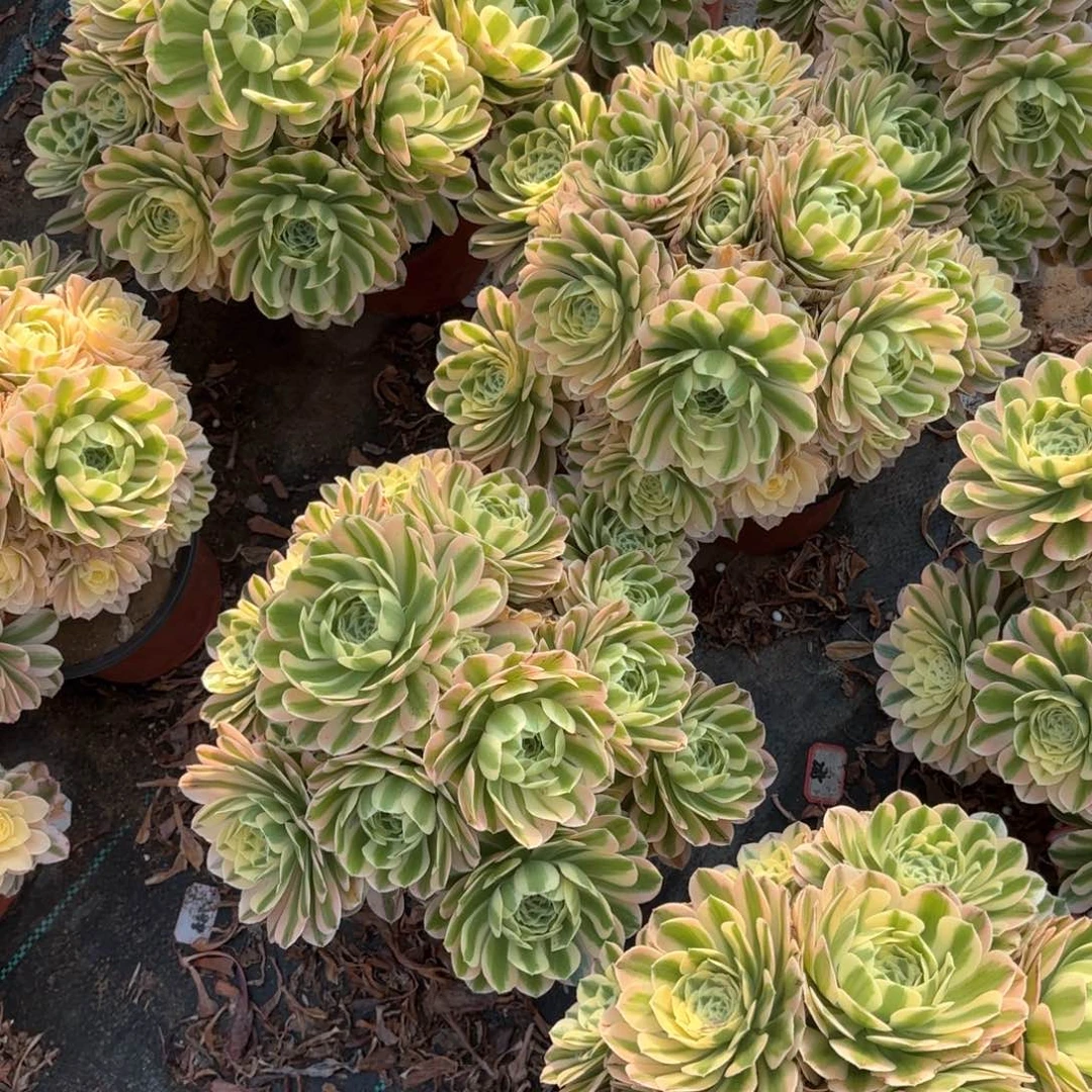 无花朵迈巴赫朵朵2颗一组多肉植物绿植