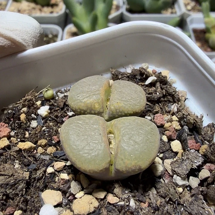 神***s032。多肉植物的生长发育