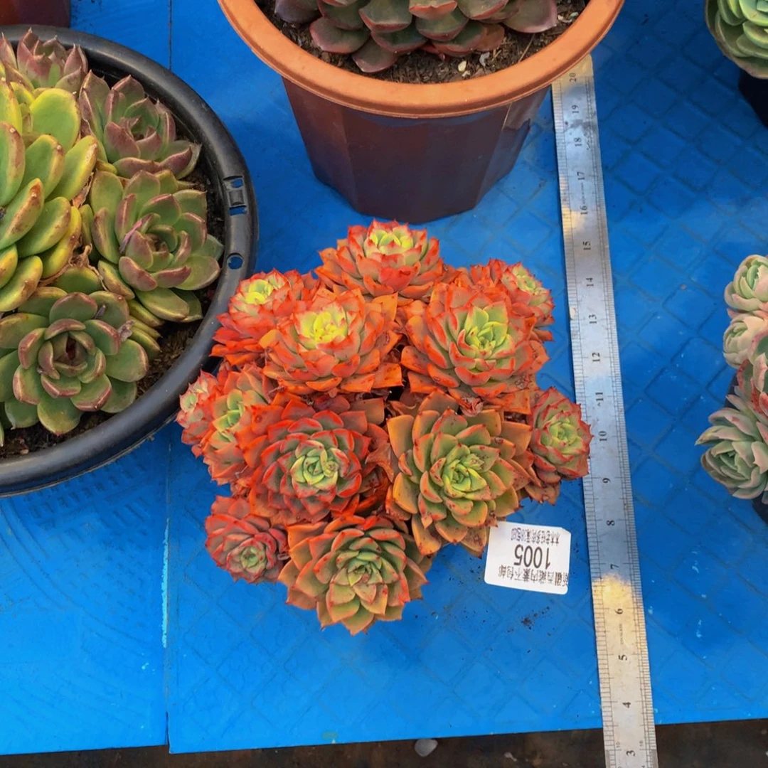 邢**路1005贝拉多娜多肉