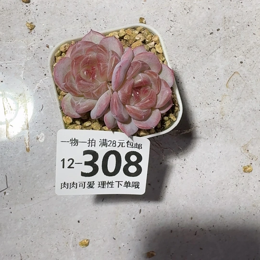 慕云无盆土发货无盆土发货无