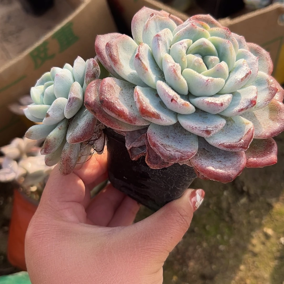 多肉植物冰玉双头