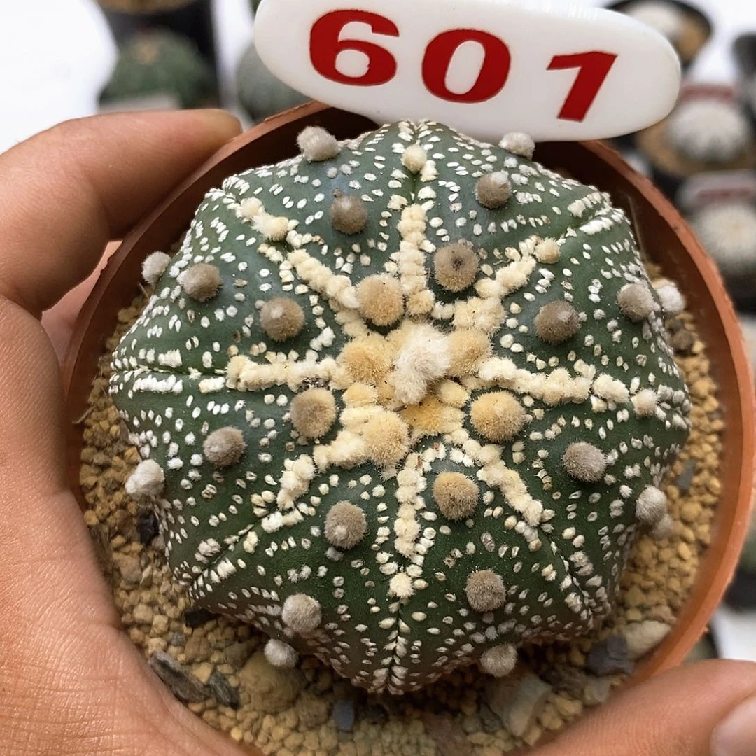 601福利特价咯花园